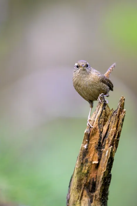 Framed Print : A small wren (Troglodytes troglodytes) sits on a broken branch and looks attentive Framed Print : A small wren (Troglodytes troglodytes) sits on a broken branch and looks attentive