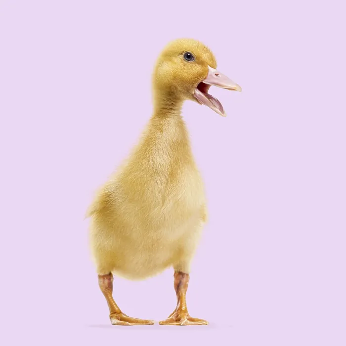 Framed Print : Small yellow duckling standing and opening beak on a purple studio background Framed Print : Small yellow duckling standing and opening beak on a purple studio background