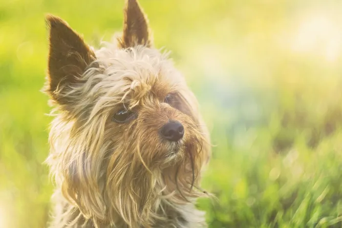 Framed Print : Small Yorkshire terrier on green nature background with sunlight flare Framed Print : Small Yorkshire terrier on green nature background with sunlight flare