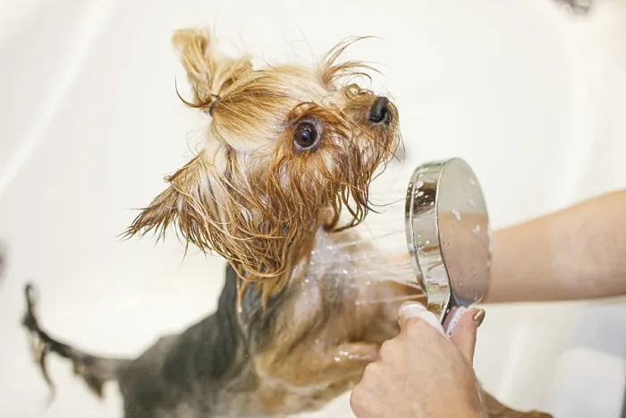 Framed Print : Small Yorkshire Terrier being showered during grooming