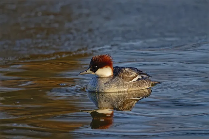 Framed Print : Smew (Mergellus albellus), female