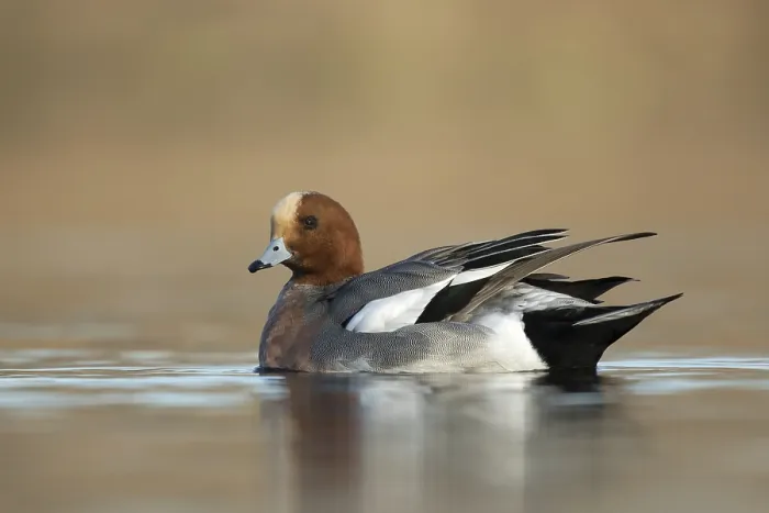 Framed Print : Smient laag standpunt, Eurasian Wigeon low point of view