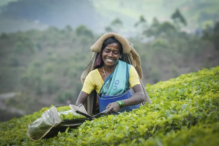 Framed Print : Smiling Indian tea picker, tea plantation