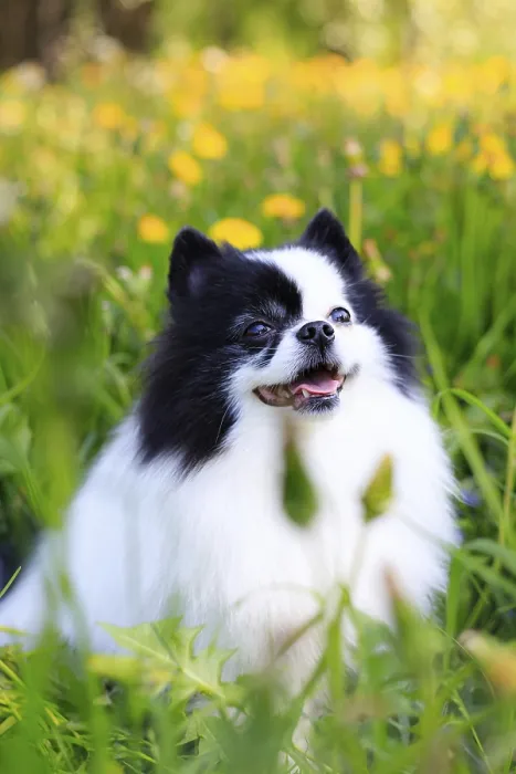 Framed Print : A smiling Pomeranian dog in the grass