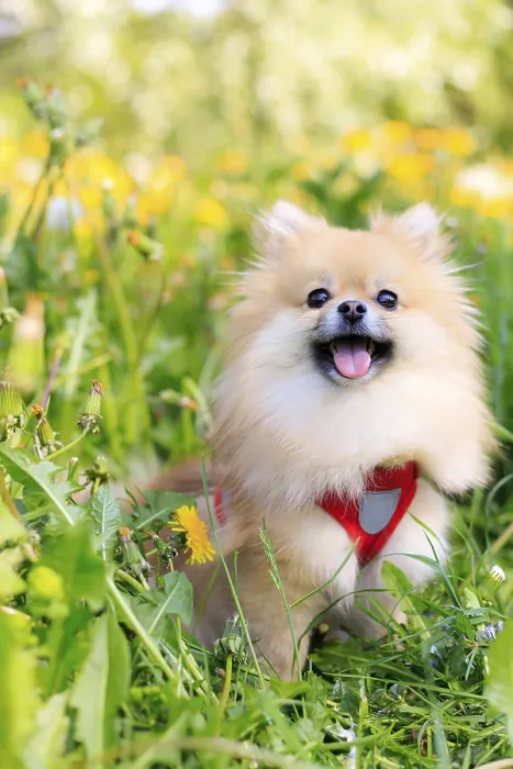 Framed Print : A smiling Pomeranian dog in the grass Framed Print : A smiling Pomeranian dog in the grass