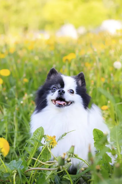 Framed Print : A smiling Pomeranian dog in the grass