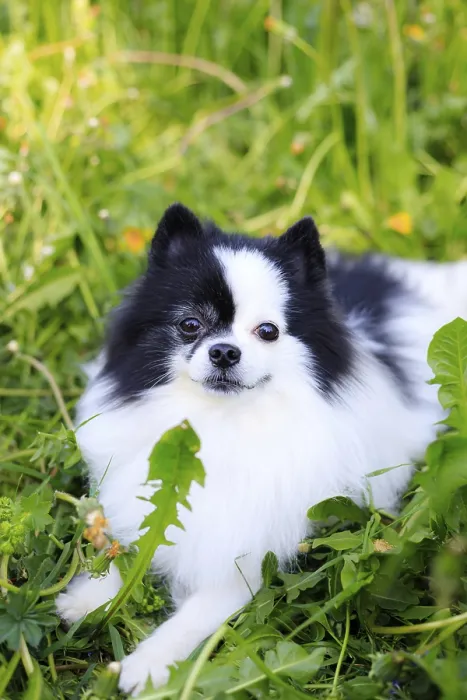 Framed Print : A smiling Pomeranian dog in the grass Framed Print : A smiling Pomeranian dog in the grass