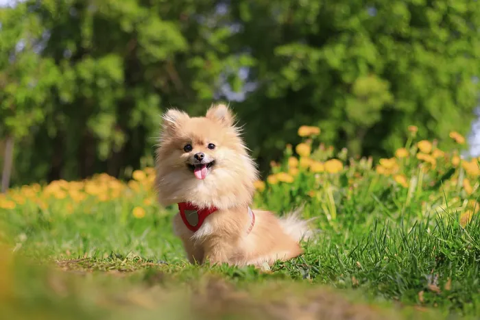 Framed Print : A smiling Pomeranian dog in the grass
