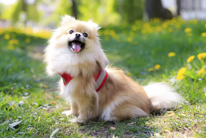 Framed Print : A smiling Pomeranian dog in the grass