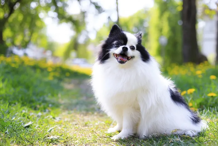 Framed Print : A smiling Pomeranian dog in the grass