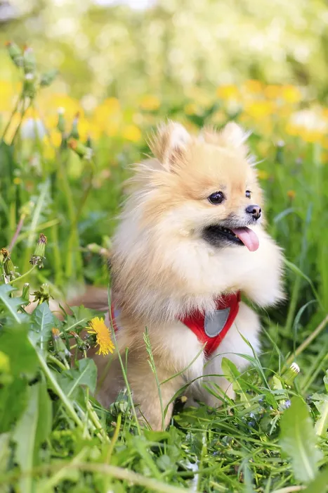 Framed Print : A smiling Pomeranian dog in the grass Framed Print : A smiling Pomeranian dog in the grass