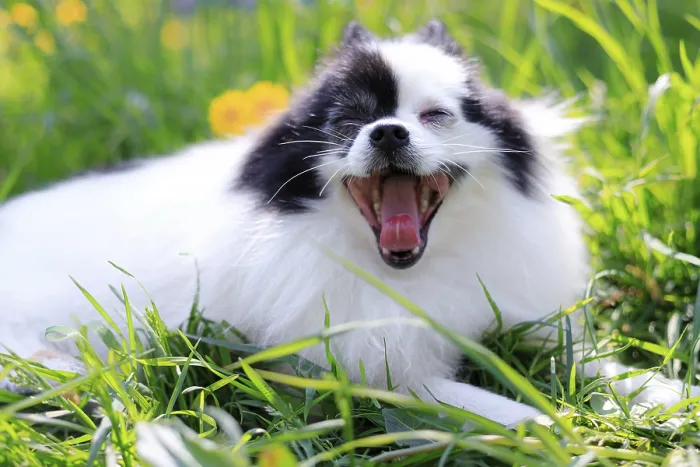 Framed Print : A smiling Pomeranian dog in the grass Framed Print : A smiling Pomeranian dog in the grass