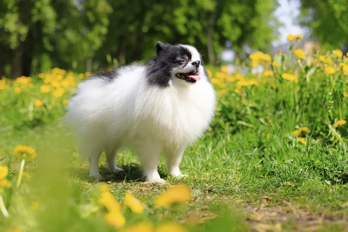 Framed Print : A smiling Pomeranian dog in the grass