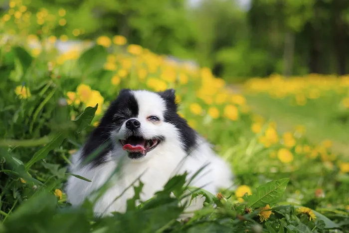 Framed Print : A smiling Pomeranian dog in the grass Framed Print : A smiling Pomeranian dog in the grass
