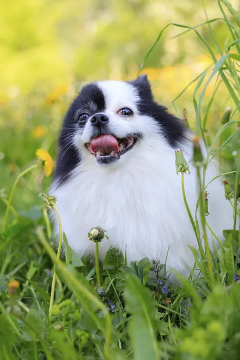 Framed Print : A smiling Pomeranian dog in the grass