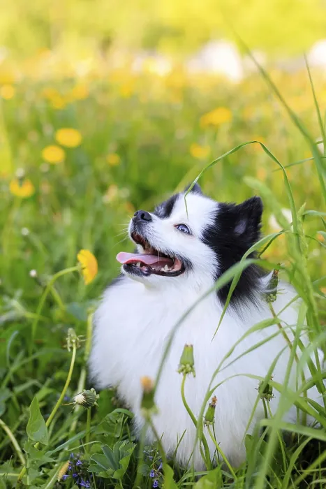 Framed Print : A smiling Pomeranian dog in the grass