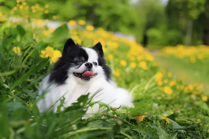 Framed Print : A smiling Pomeranian dog in the grass Framed Print : A smiling Pomeranian dog in the grass