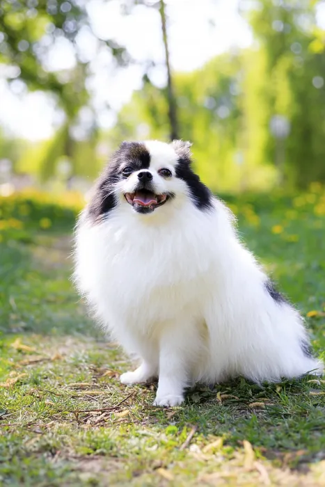 Framed Print : A smiling Pomeranian dog in the grass Framed Print : A smiling Pomeranian dog in the grass