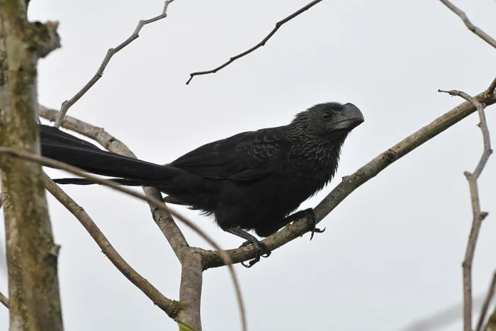 Framed Print : Smooth-billed Ani (Crotophaga ani)