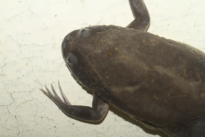 Framed Print : Smooth clawed frog (Xenopus laevis)