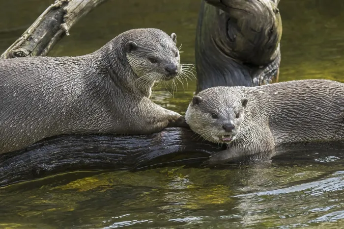 Framed Print : Two smooth-coated (Lutrogale perspicillata) otters (Lutra perspicillata)