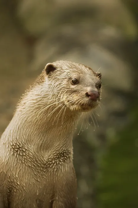 Framed Print : Smooth-coated otter (Lutrogale perspicillata)