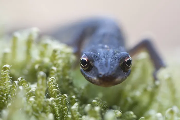 Framed Print : Smooth Newt (Lissotritron vulgaris) Framed Print : Smooth Newt (Lissotritron vulgaris)