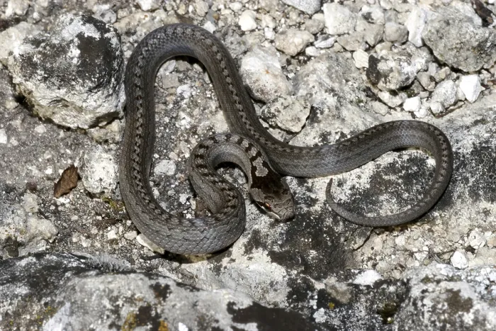 Framed Print : Smooth snake (Coronella austriaca) Framed Print : Smooth snake (Coronella austriaca)