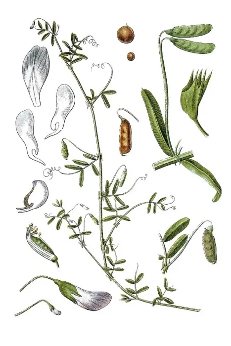 Framed Print : Smooth vetch (Vicia tetrasperma)