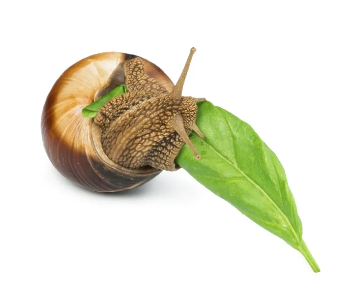 Framed Print : Snail and green leaf. White isolated studio shot Framed Print : Snail and green leaf. White isolated studio shot