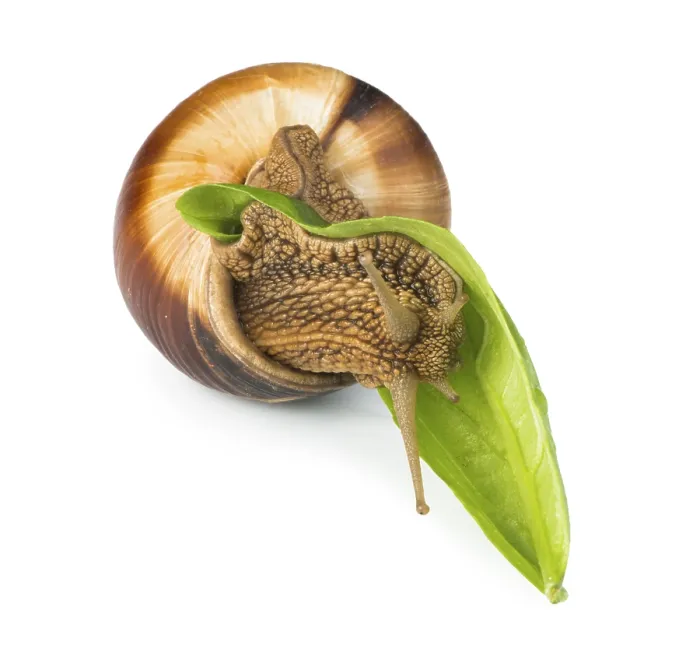 Framed Print : Snail and green leaf. White isolated studio shot Framed Print : Snail and green leaf. White isolated studio shot
