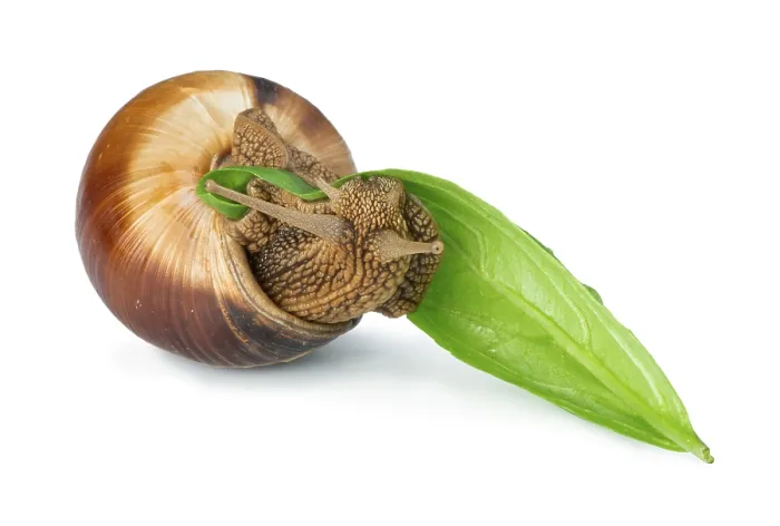 Framed Print : Snail and green leaf. White isolated studio shot
