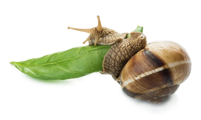 Framed Print : Snail and green leaf. White isolated studio shot