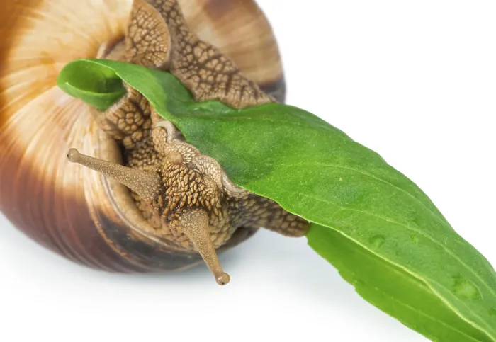 Framed Print : Snail and green leaf. White isolated studio shot