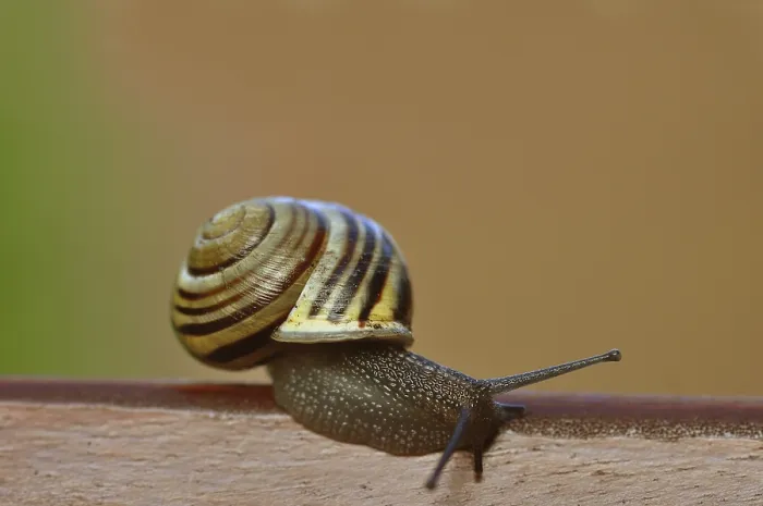 Framed Print : Snail (Helicidae) Framed Print : Snail (Helicidae)
