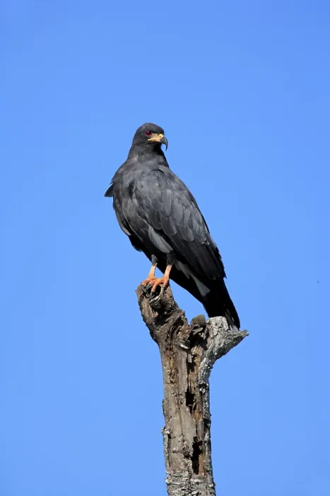 Framed Print : Snail Kite (Rostrhamus sociabilis)