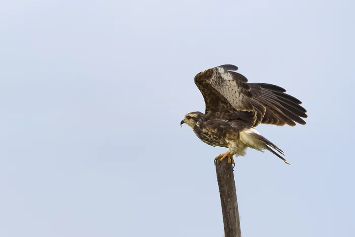 Framed Print : Snail kite (Rostrhamus sociabilis) raises wings Framed Print : Snail kite (Rostrhamus sociabilis) raises wings