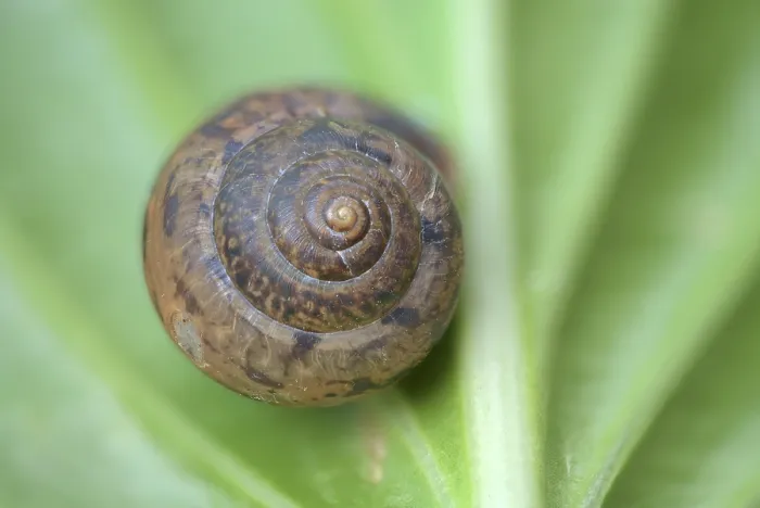 Framed Print : Snail shell, Germany