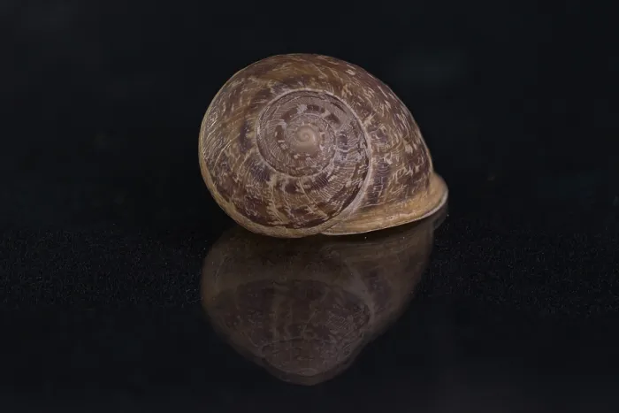 Framed Print : Snail shell, Germany