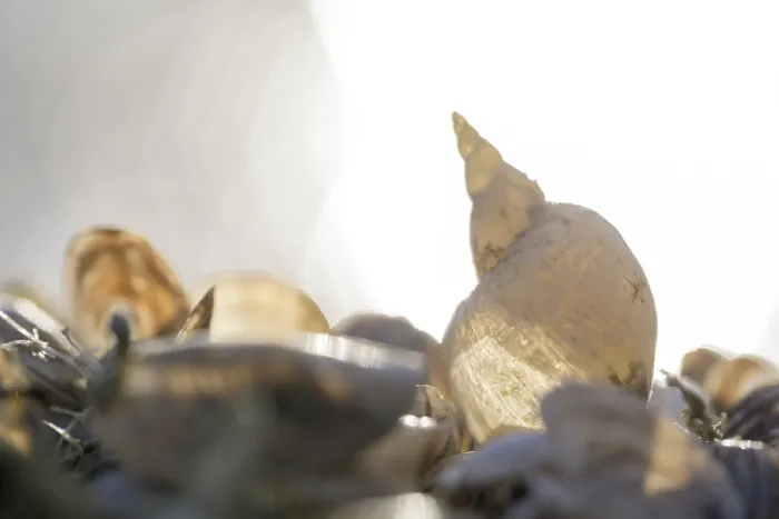 Framed Print : Snail shell and mussels, illuminated by light