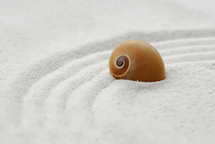 Framed Print : Snail shell in sand