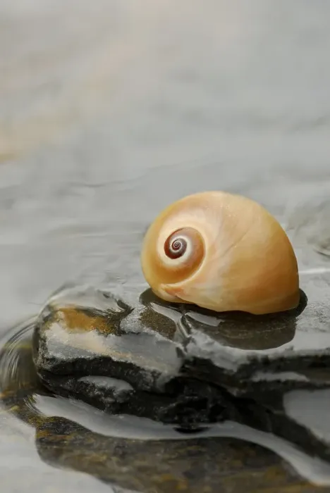 Framed Print : Snail shell on stone Framed Print : Snail shell on stone