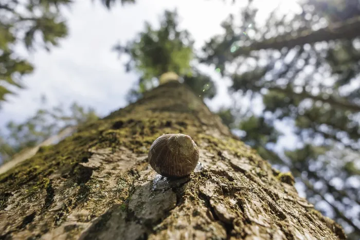 Framed Print : Snail on a tree trunk seen from a frog's eye view in a wooded area