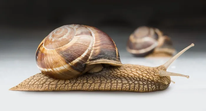 Framed Print : Snails moving