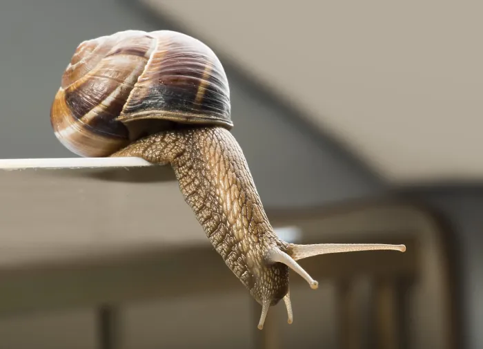 Framed Print : Snails moving
