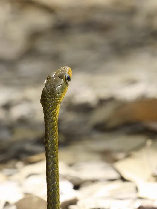 Framed Print : Snake, Animal, Chapada Diamantina, Bahia, Brazil Framed Print : Snake, Animal, Chapada Diamantina, Bahia, Brazil