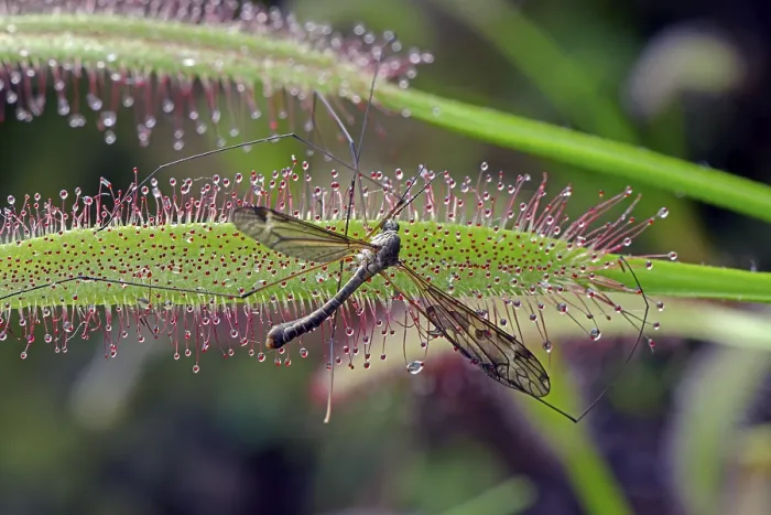 Framed Print : Snake caught from cape sundew (Drosera capensis)