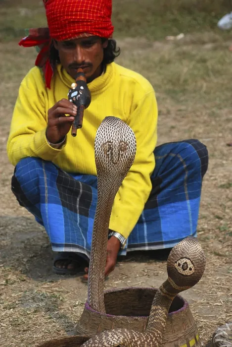 Framed Print : Snake charmer playing pungi in front of snakes Framed Print : Snake charmer playing pungi in front of snakes