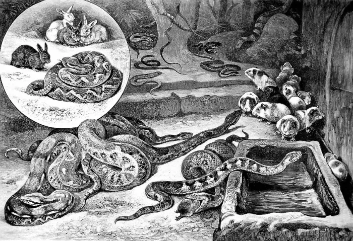 Framed Print : Snake feeding in the Berlin Aquarium in 1878 Framed Print : Snake feeding in the Berlin Aquarium in 1878