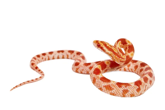 Framed Print : Snake.elaphe guttata.young boa constrictor on a white background Framed Print : Snake.elaphe guttata.young boa constrictor on a white background